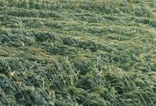 Photo of अवकाळी पावसाचा शेत पिकांना फटका,शेतकरी पुन्हा एकदा संकटात